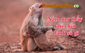 nằm mơ thấy khỉ chết